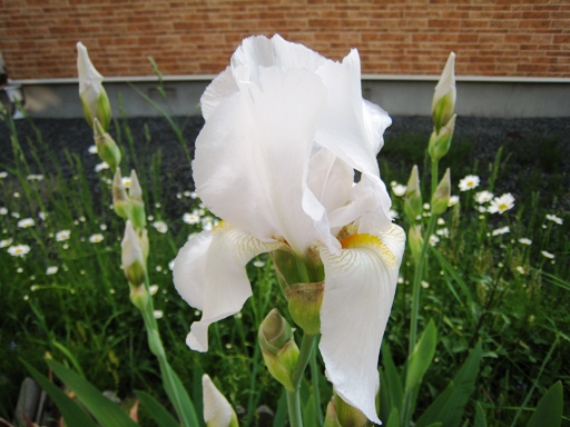 ジャーマンアイリス　その４