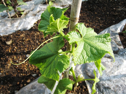 キュウリ　その２