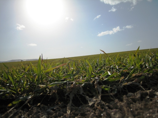 美瑛の風景　その２