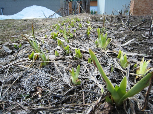 ジャーマンアイリス