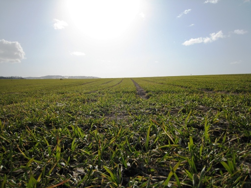 美瑛の風景　その３