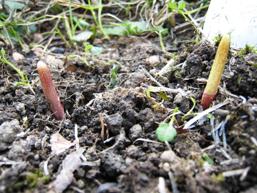 ギョウジャニンニク