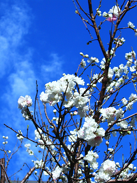 桜　八重　白