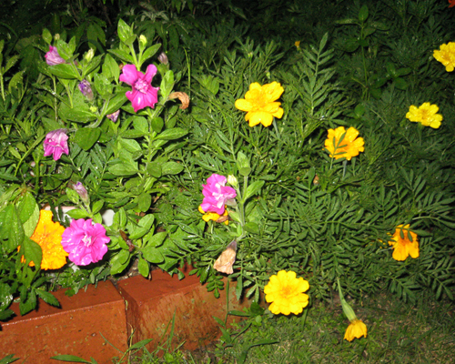 20070820marigold.jpg