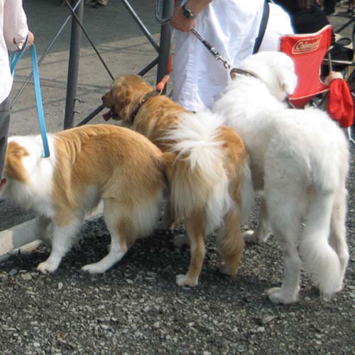 20070923dogsyo.jpg