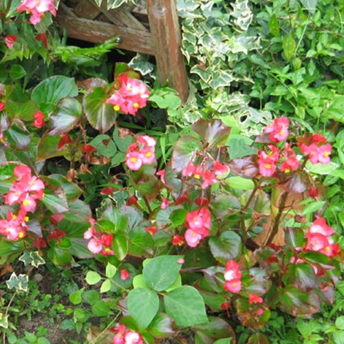 20070725begonia.jpg