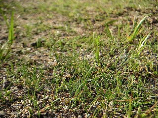 芝生　4月6日-2