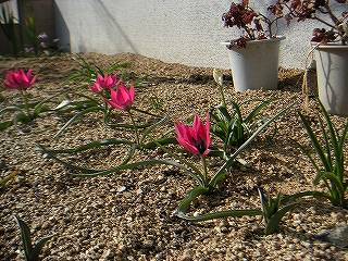 花　4月6日-3