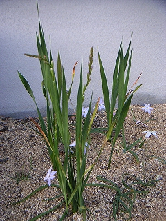 花　4月6日-5