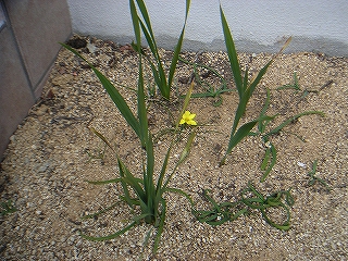 花　3月9日-2