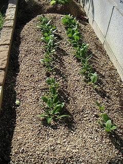 ほうれん草　12月10日