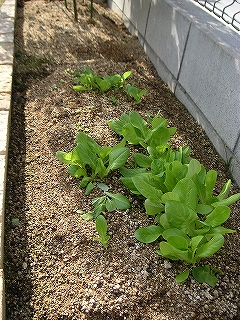 サラダ菜　12月2日