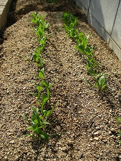 ほうれん草　12月2日