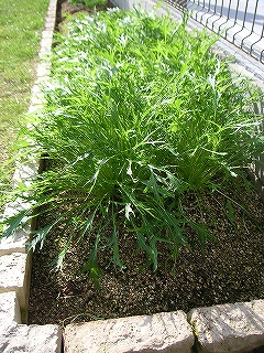 サラダ水菜　12月2日