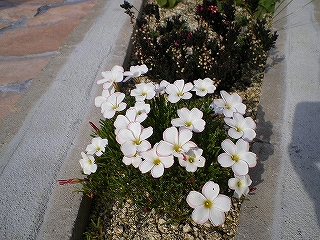 花　11月26日