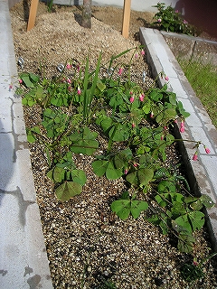 花　12月2日-3