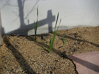 花　12月2日-4