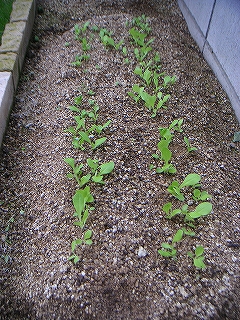 野菜　11月11日-3