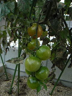 野菜　11月19日-1