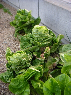 サラダ菜　4月4日