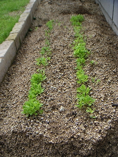 野菜　11月4日-2