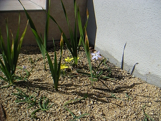 花　3月15日-2