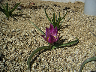 花　3月15日-3