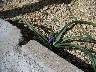 花　3月15日-4