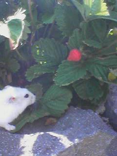 おいしそう。。。