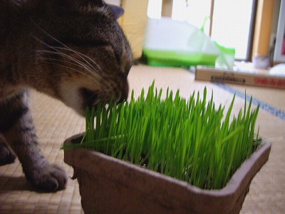 猫草を食べてるニッチ