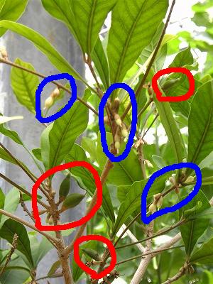 実と花.JPG