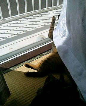 neko 104.jpg