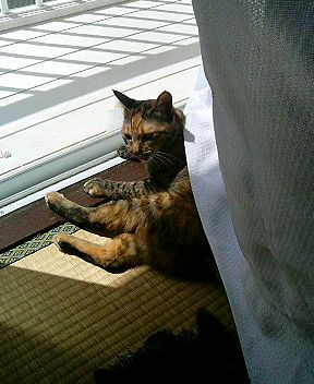 neko 103.jpg