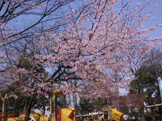公園の桜１