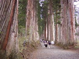 奥社の参道の杉並木