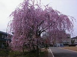 桜１