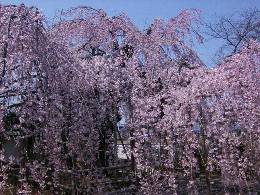 枝垂れ桜１