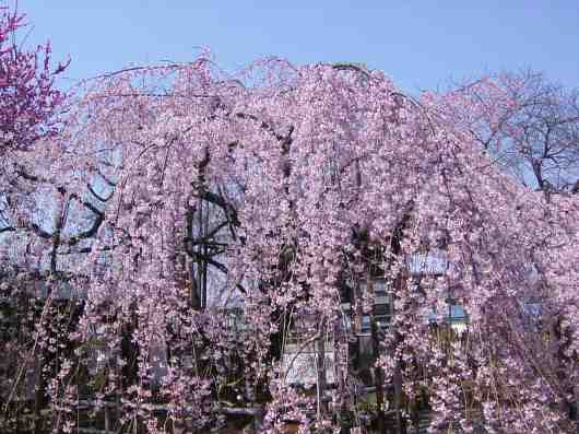 枝垂れ桜２