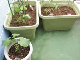 胡瓜茄子トマト