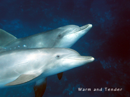 イルカは【無償の愛】の生物 | Warm and Tender - 楽天ブログ