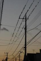 鳥のミーティング (1).jpg