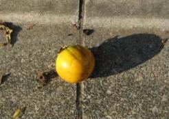 柿の季節 (1).jpg