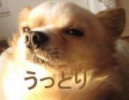 パッチリ　ウットリ　ウスメ (2).jpg