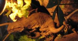 食と農の博物館 (11).jpg