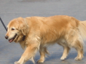 goldenretriever.gif