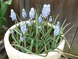 2009.4.26ムスカリ