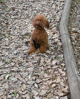 四季の森公園_マテ03