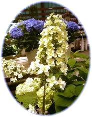 カシアバアジサイ