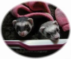 2010/03　チョコとメイ