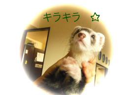 ２０１０年６月　お願いポーズのメイ